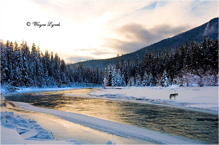 Wolf 121 by Dr. Wayne Lynch &copy;